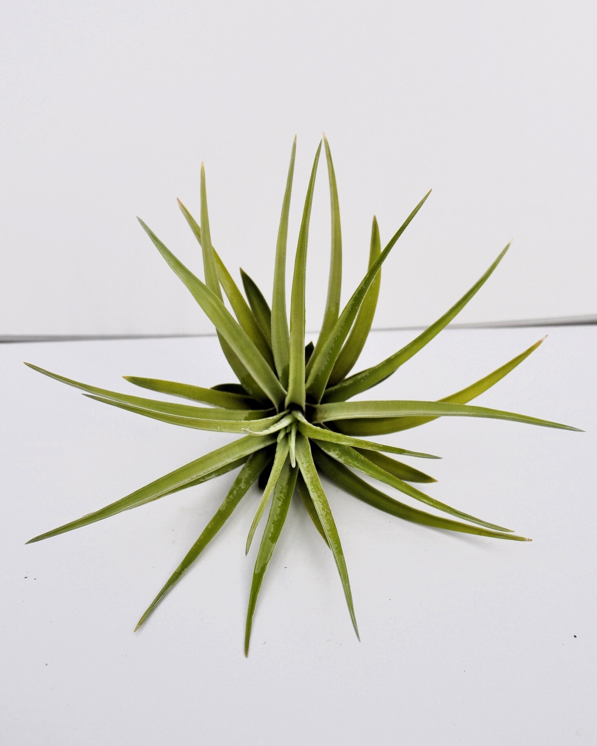 Tillandsia velutina