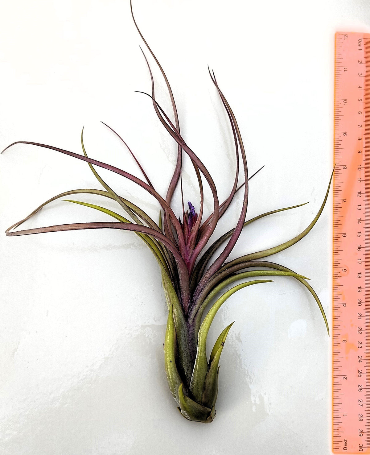 Tillandsia caput-medusae x flabellata [híbrido]