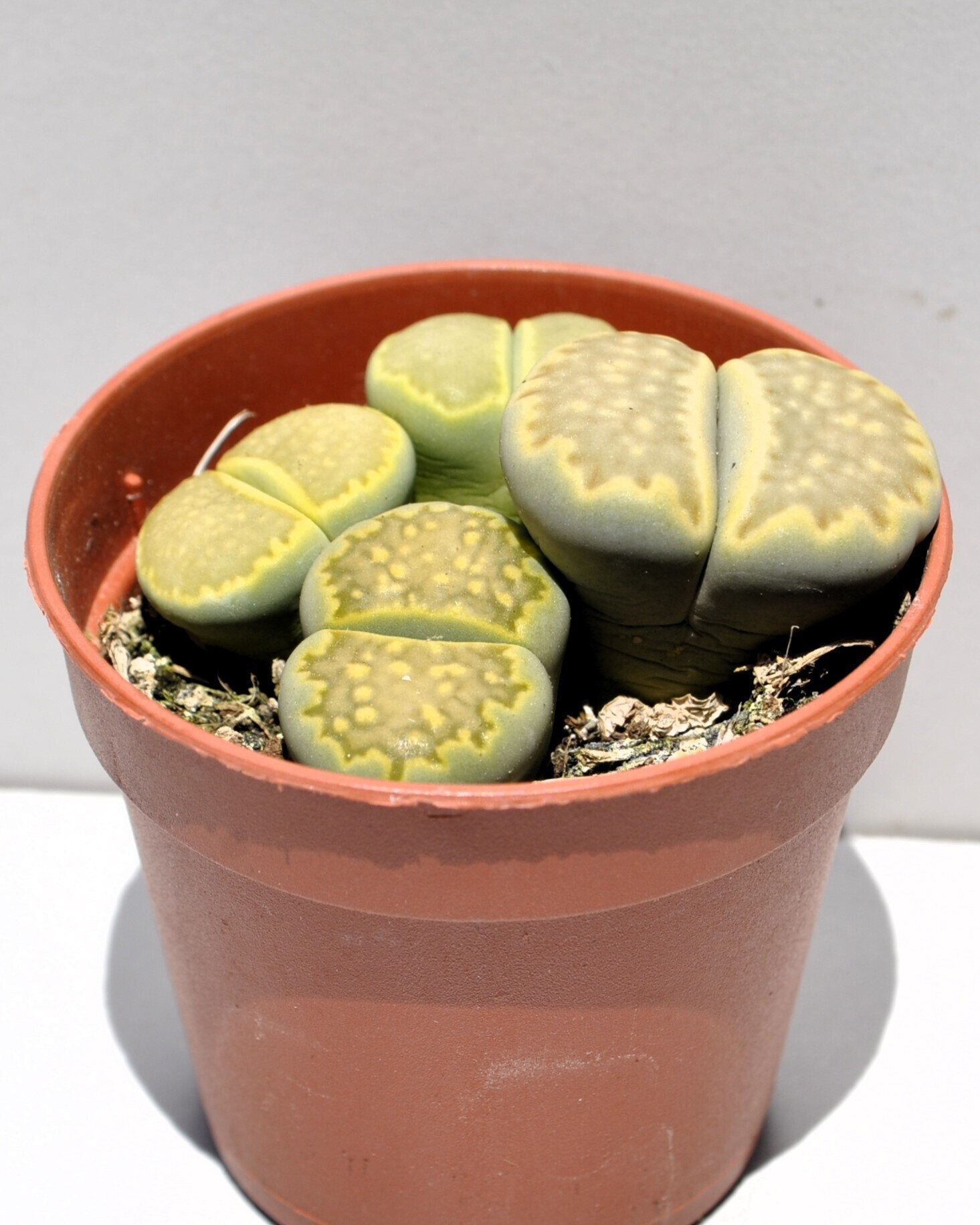 Lithops sp. verdes M 5.5 (planta piedra, piedra viva)
