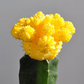 *Gymnocalycium mihanovichii* enxertado - amarelo