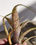 Vriesea saundersii (mini)