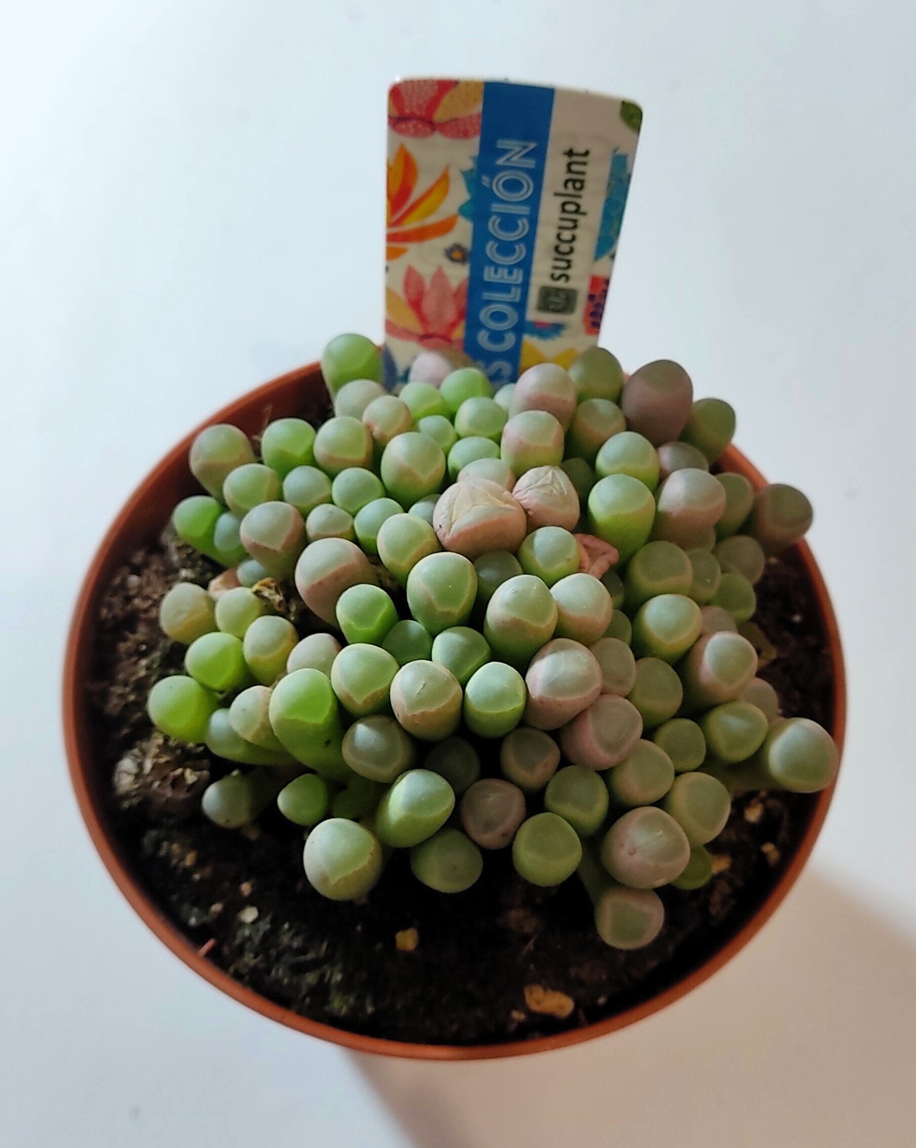 Fenestraria rhopalophylla subsp. rhopalophylla M8.5 (planta-janela [média])