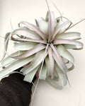 Tillandsia xerographica (pie de gallo) [medium]