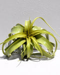 Tillandsia xerographica (pie de gallo) [small]