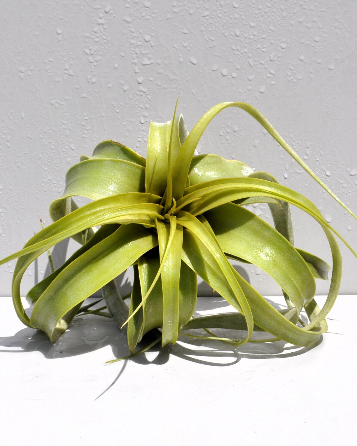 Tillandsia xerographica (pie de gallo) [small]