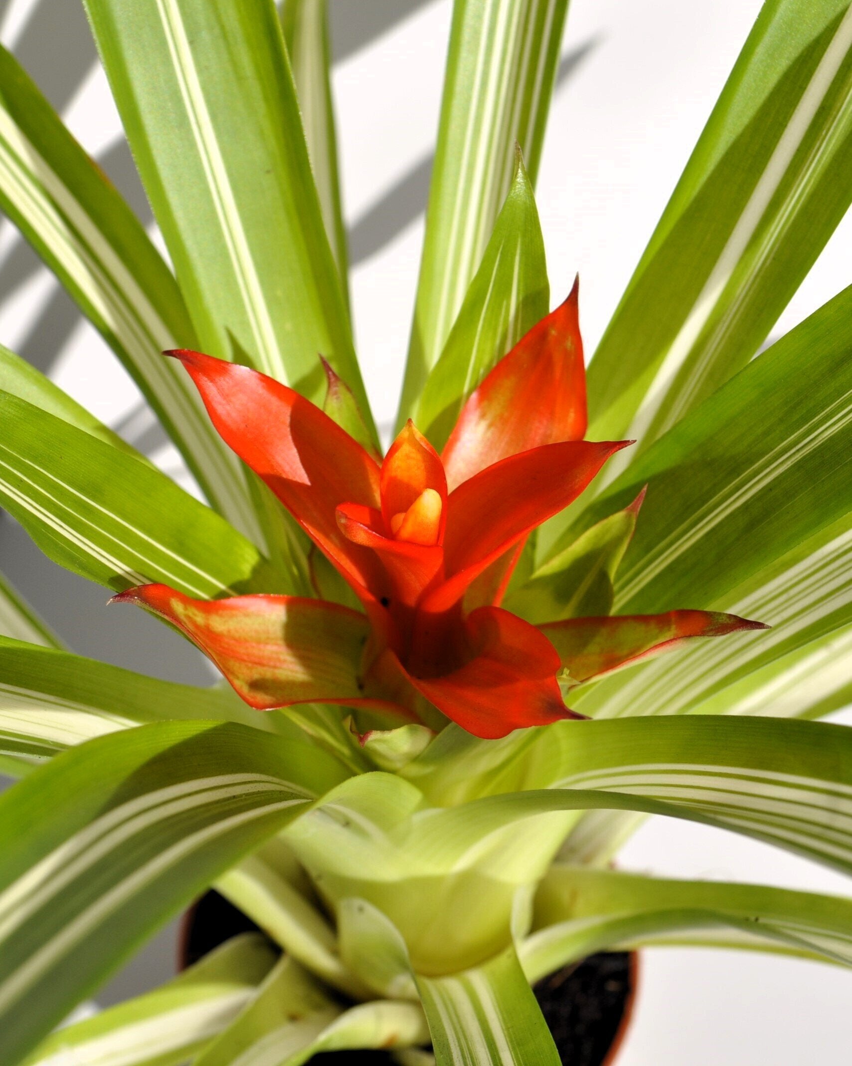 Guzmania 'Ice Cream' (mini) [em flor]