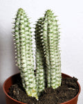 Euphorbia mammillaris 'Variegata' (euforbia variegada)
