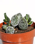 Adromischus cooperi var. festivus