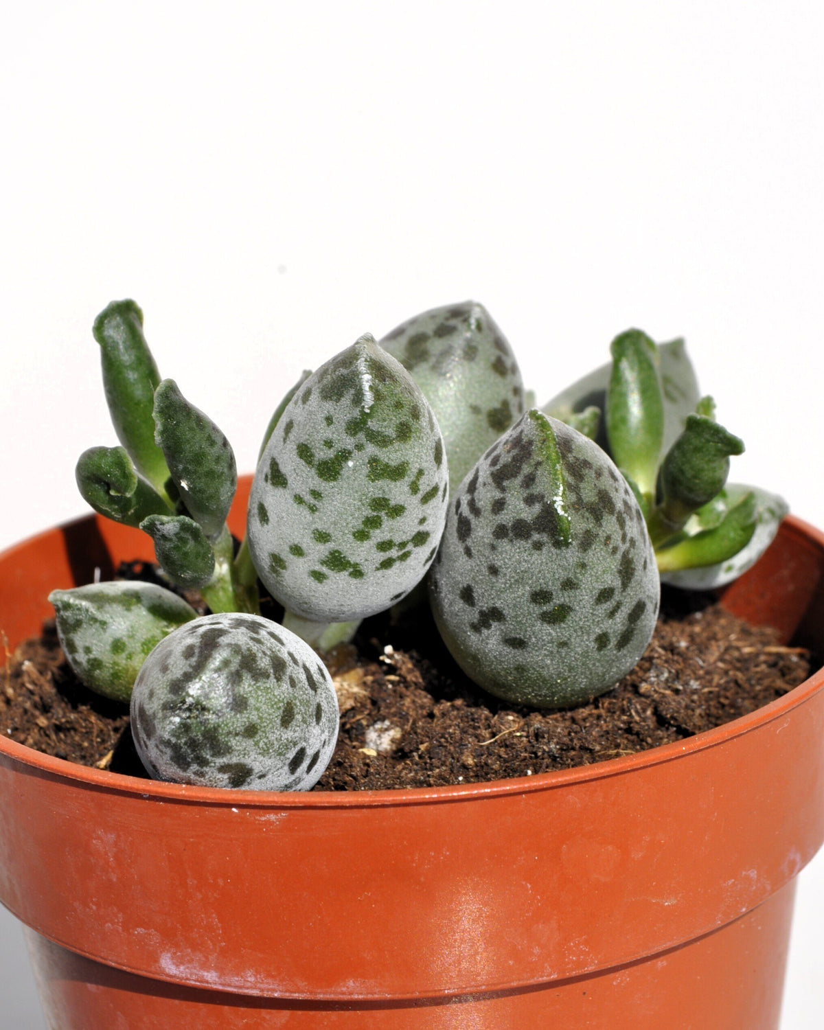 Adromischus cooperi var. festivus