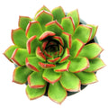 Echeveria agavoides ‘Red Edge’ (echevéria batom)