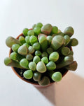 Fenestraria rhopalophylla subsp. rhopalophylla M5.5 (planta janela [pequena])