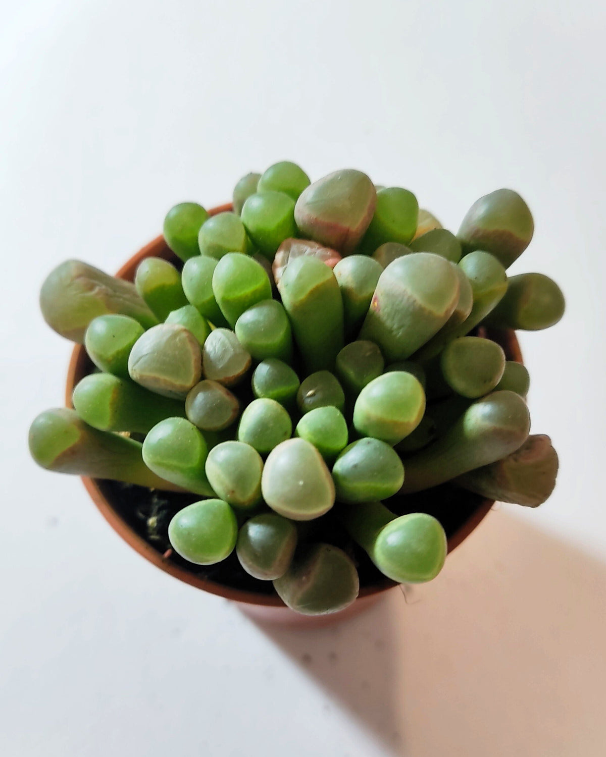 Fenestraria rhopalophylla subsp. rhopalophylla M5.5 (planta janela [pequena])