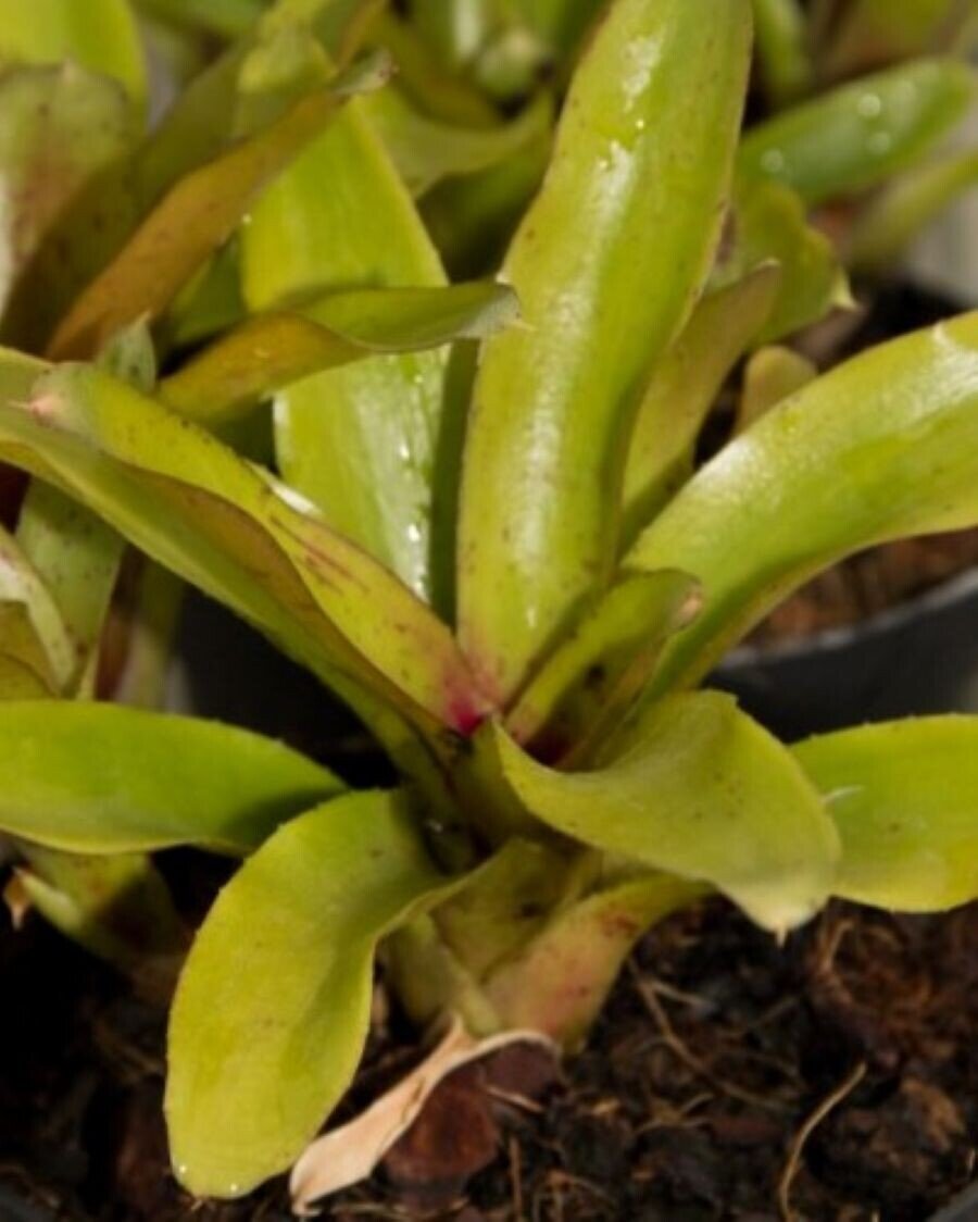 Neoregelia 'Chiquita Linda'