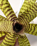 Vriesea hieroglyphica (mini)