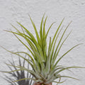 Tillandsia ionantha var. ionantha [medium]