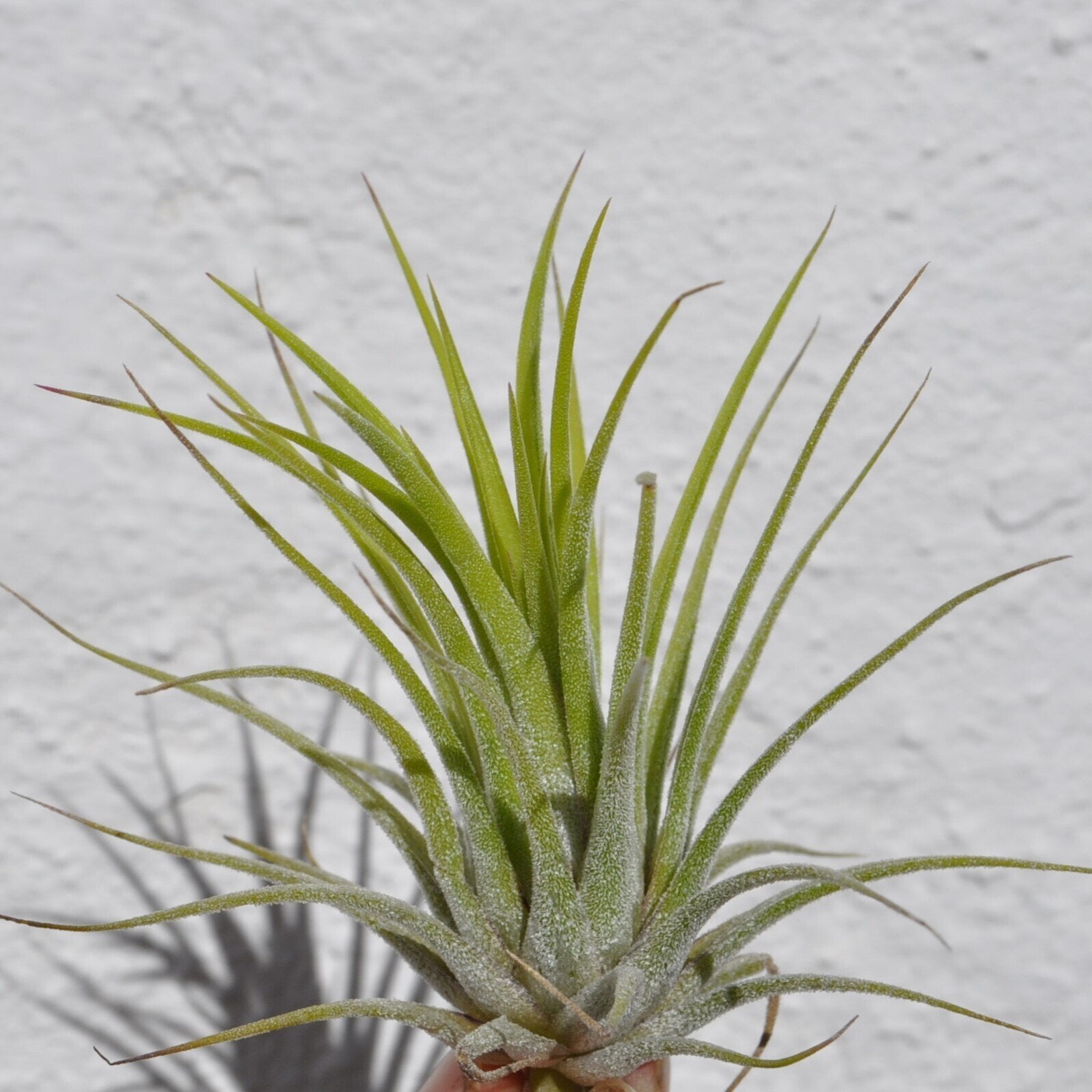 Tillandsia ionantha var. ionantha [média]