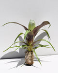 Vriesea 'Tropical Day' [mini]