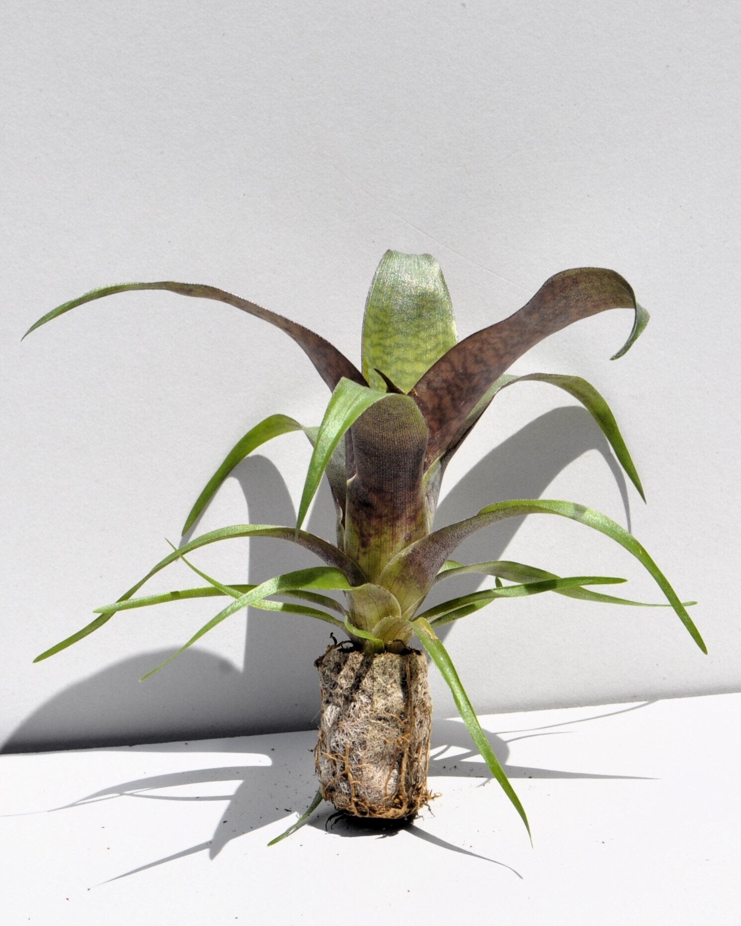 Vriesea 'Tropical Day' [mini]