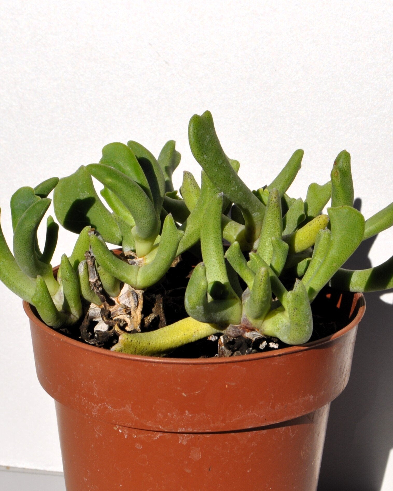 Rhombophyllum dolabriforme (chifre de alce)
