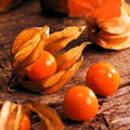 Physalis peruviana (uchuva) - Semillas