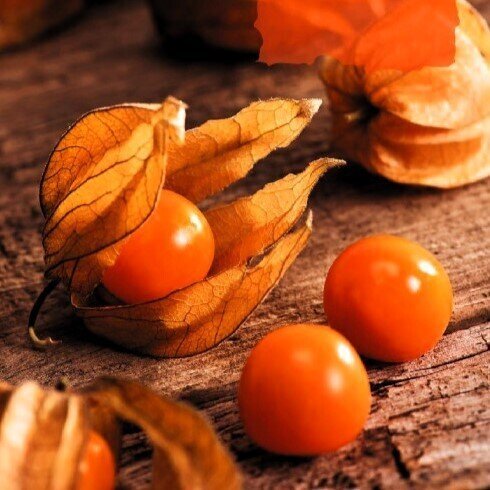 Physalis peruviana (uchuva) - Semillas