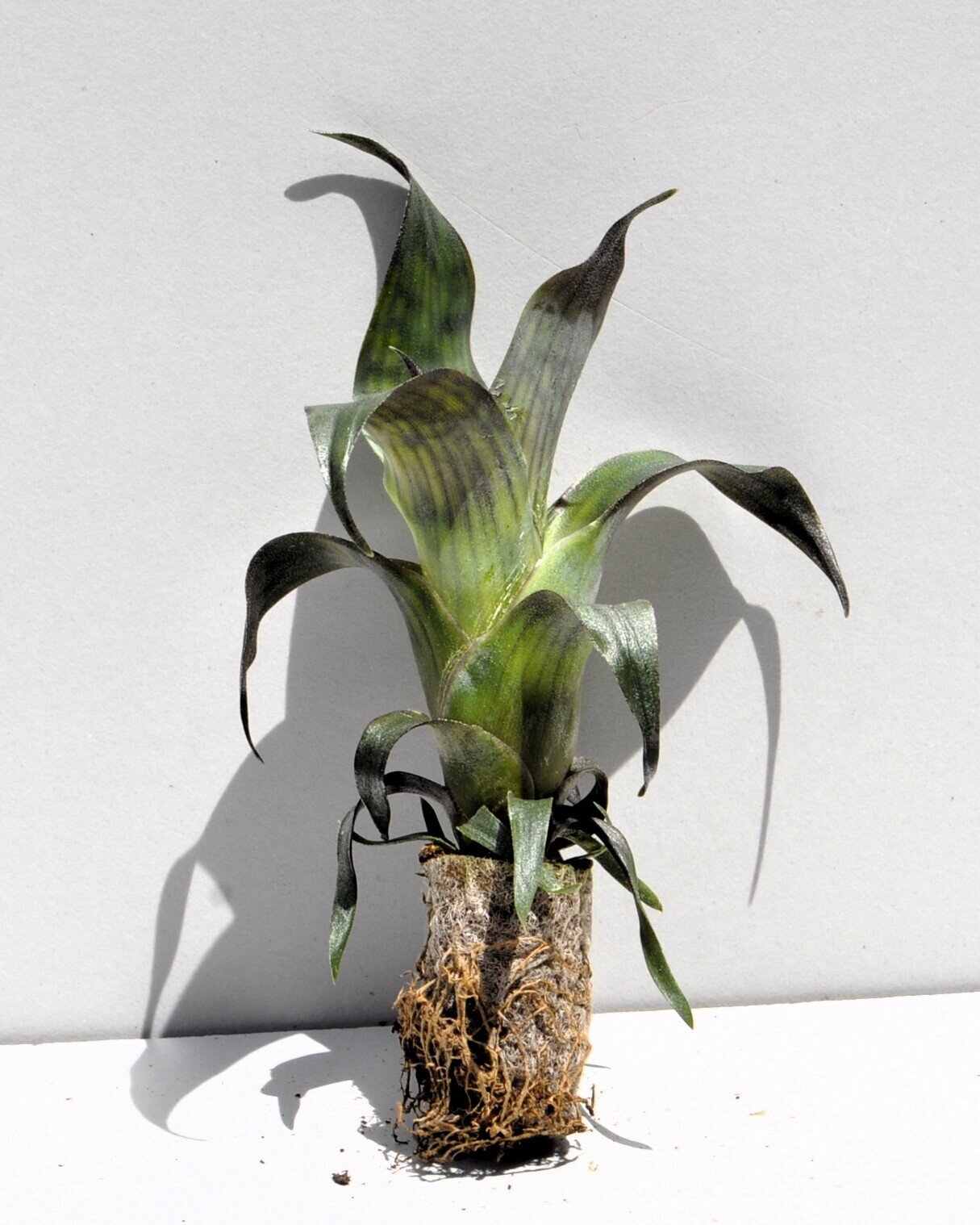Vriesea gigantea 'Nova' [mini]
