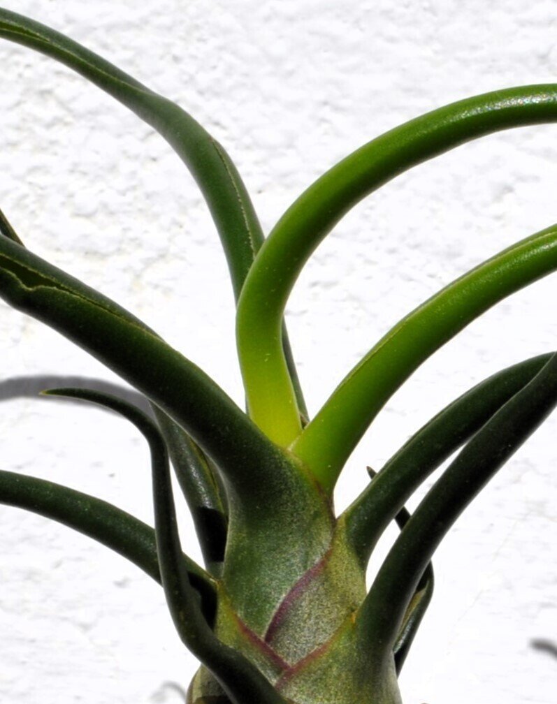 Tillandsia bulbosa