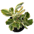Crassula ovata 'Lemon and Lime'