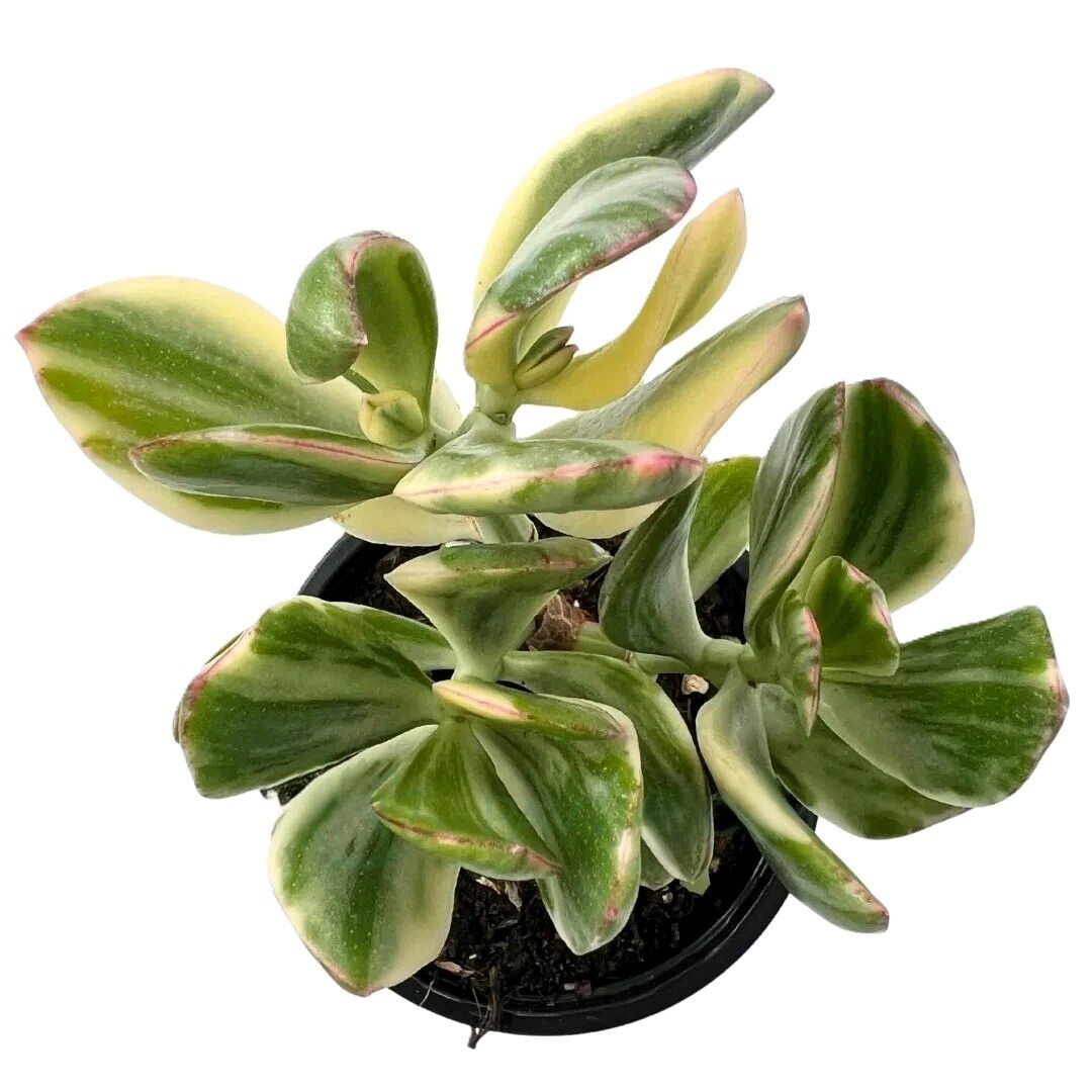 Crassula ovata 'Lemon and Lime'