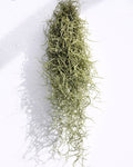 Tillandsia usneoides [standard] (barba de viejo [mediana])
