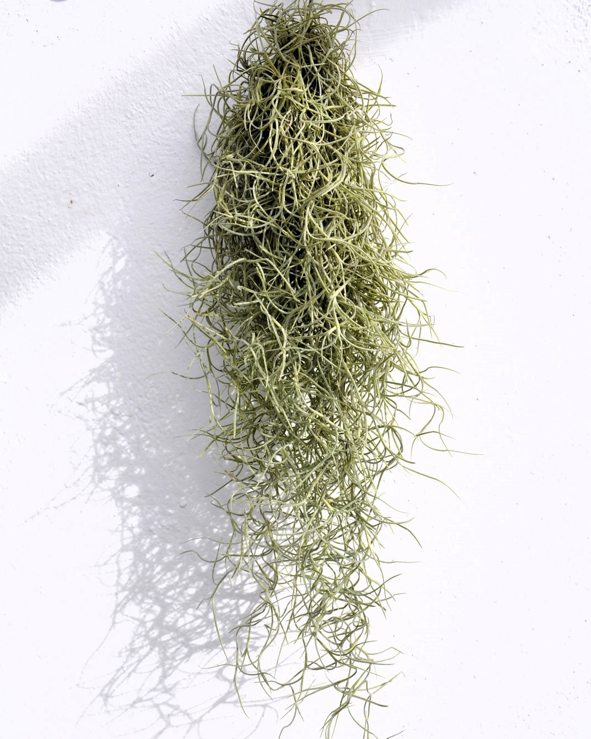 Tillandsia usneoides [standard] (barba de viejo [mediana])