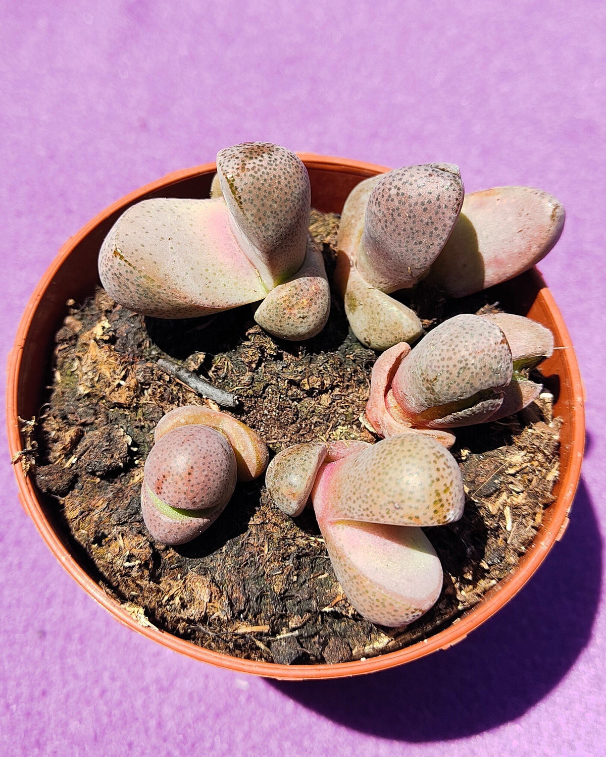 Pleiospilos nelii 'Royal Flush'
