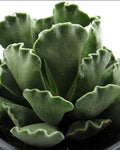 Adromischus cristatus