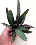 Neoregelia ampullacea purpurea