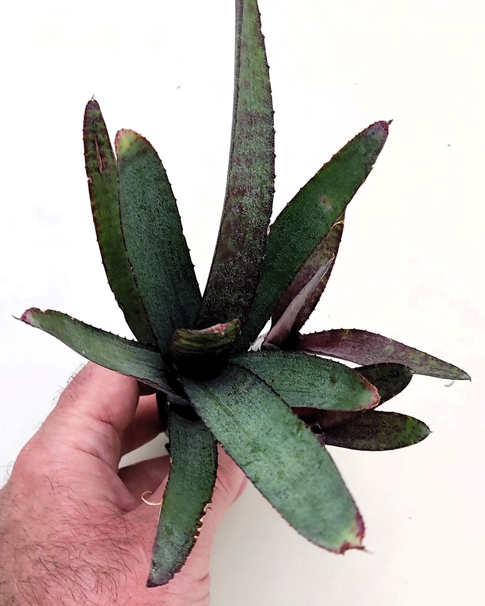 Neoregelia ampullacea purpurea