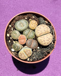 Lithops spp. M8.5 [Mix] (planta piedra, piedra viva)