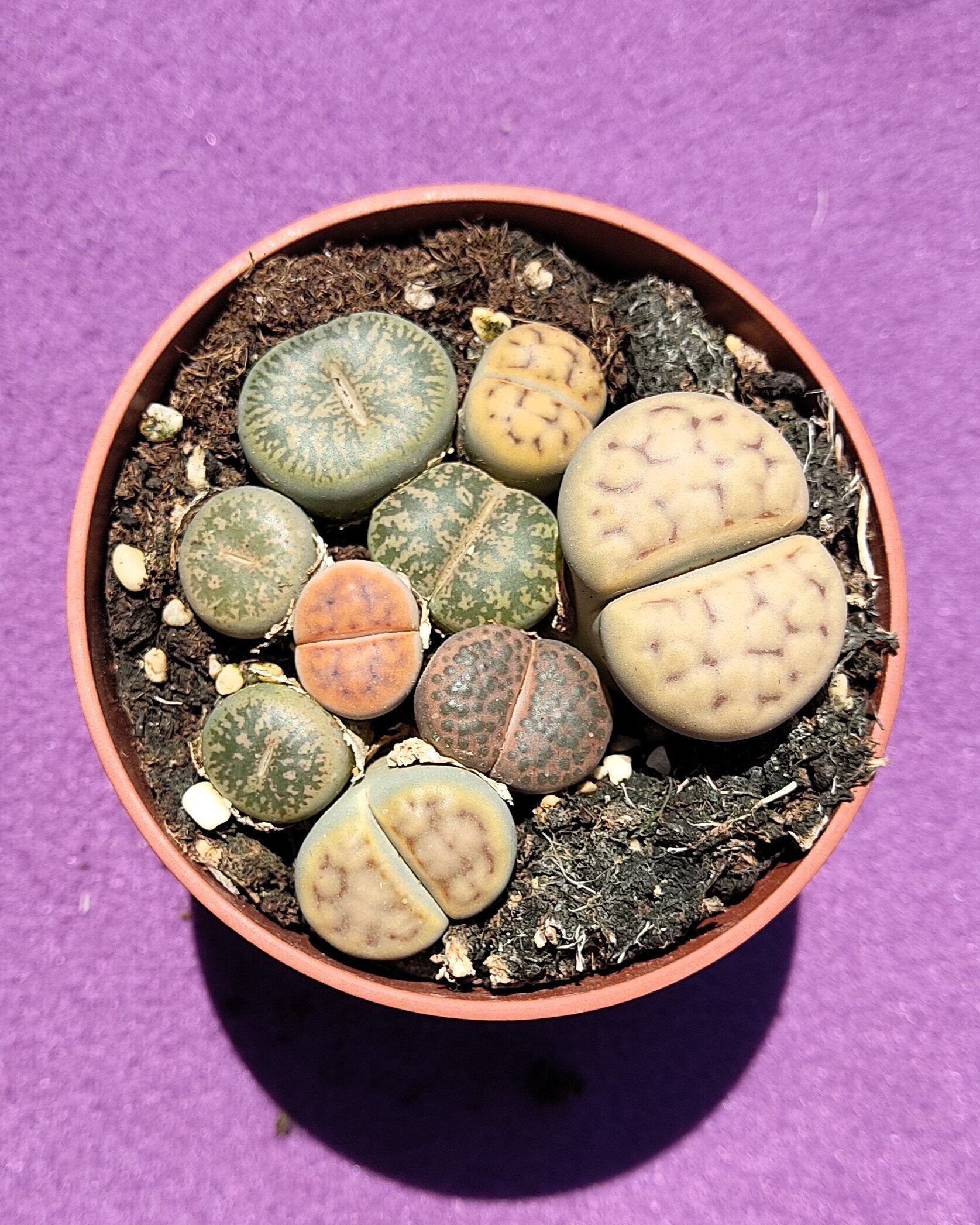 Lithops spp. M8.5 [Mix] (planta piedra, piedra viva)