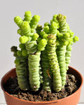 Crassula marnieriana Minor (colar-de-jade, pagode-chinês)