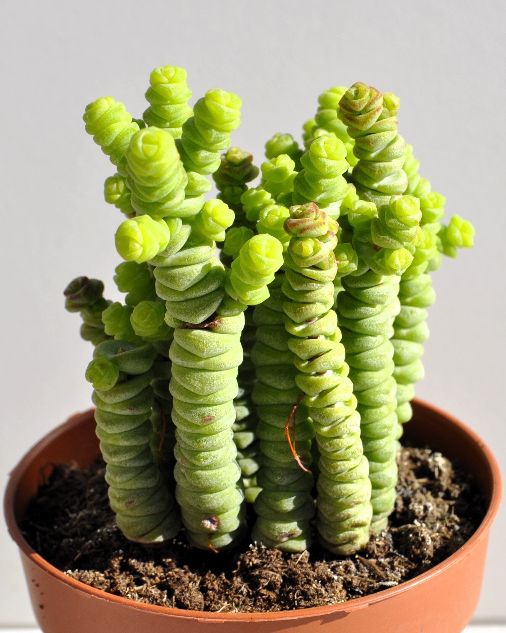 Crassula marnieriana Minor (colar-de-jade, pagode-chinês)