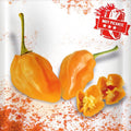 Capsicum chinense 'Habanero Naranja' (pimiento habanero naranja) - Semillas