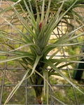 Tillandsia tenuifolia