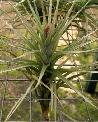 Tillandsia tenuifolia