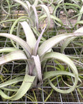 Tillandsia 'Curly Slim'