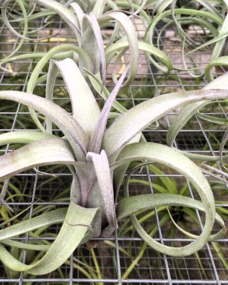 Tillandsia 'Curly Slim'