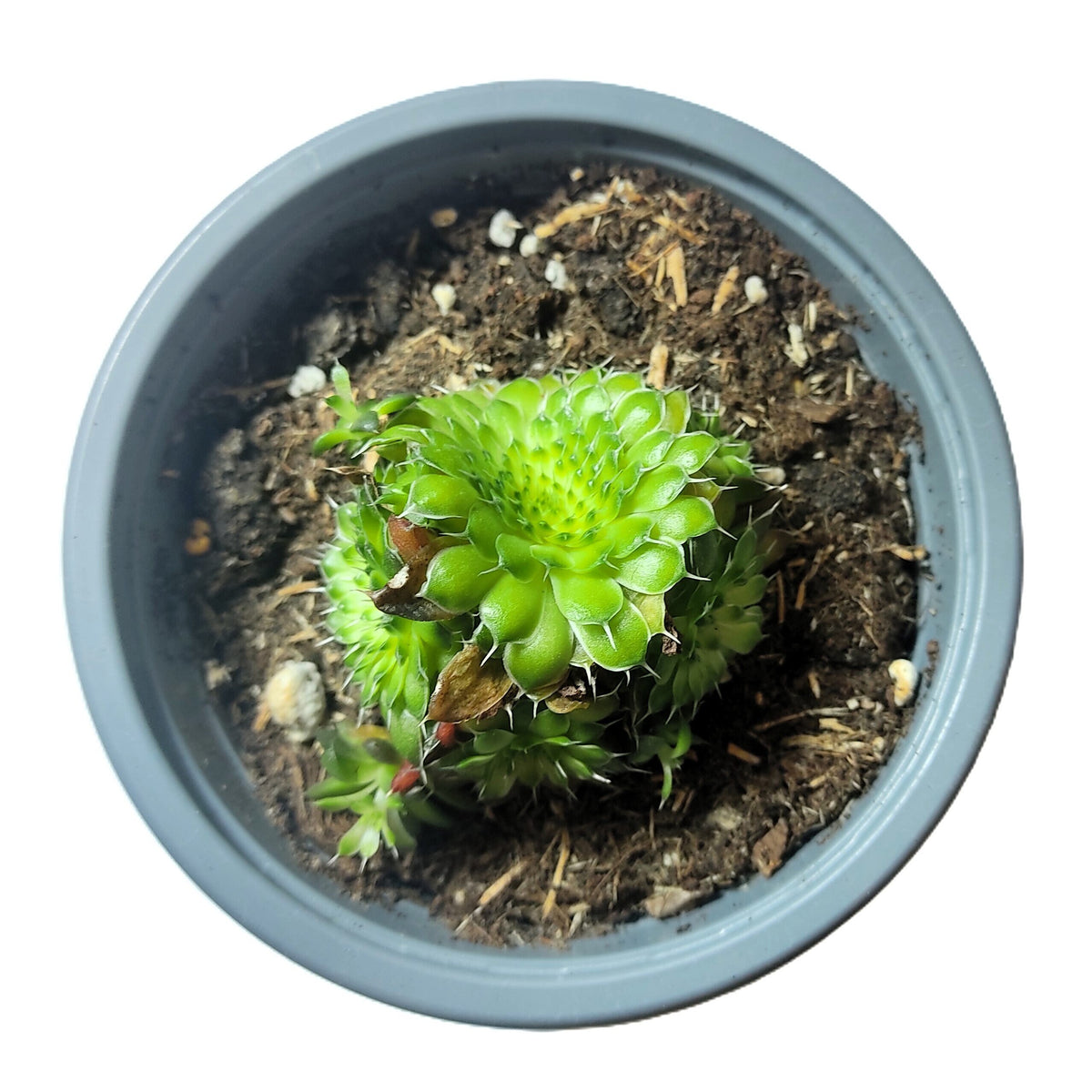 Orostachys spinosa ‘Rot’