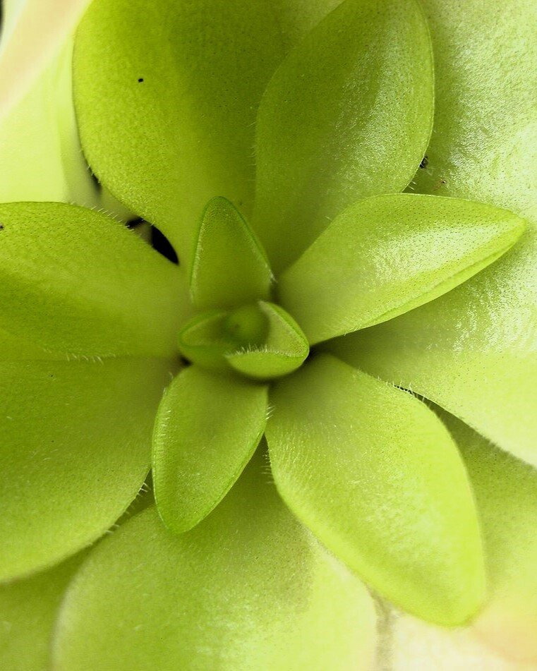Planta carnívora Pinguicula sp. M5,5 (grasilla)