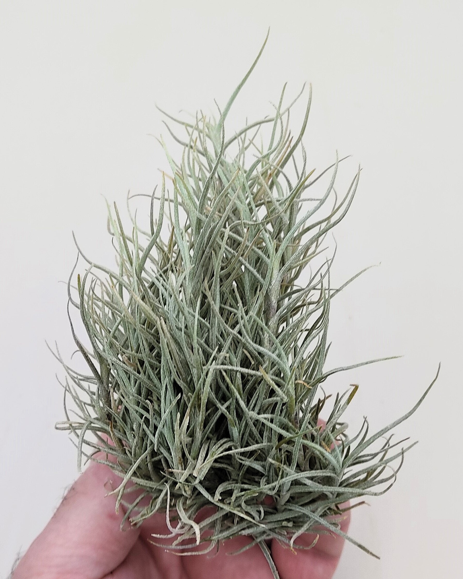 Tillandsia capillaris
