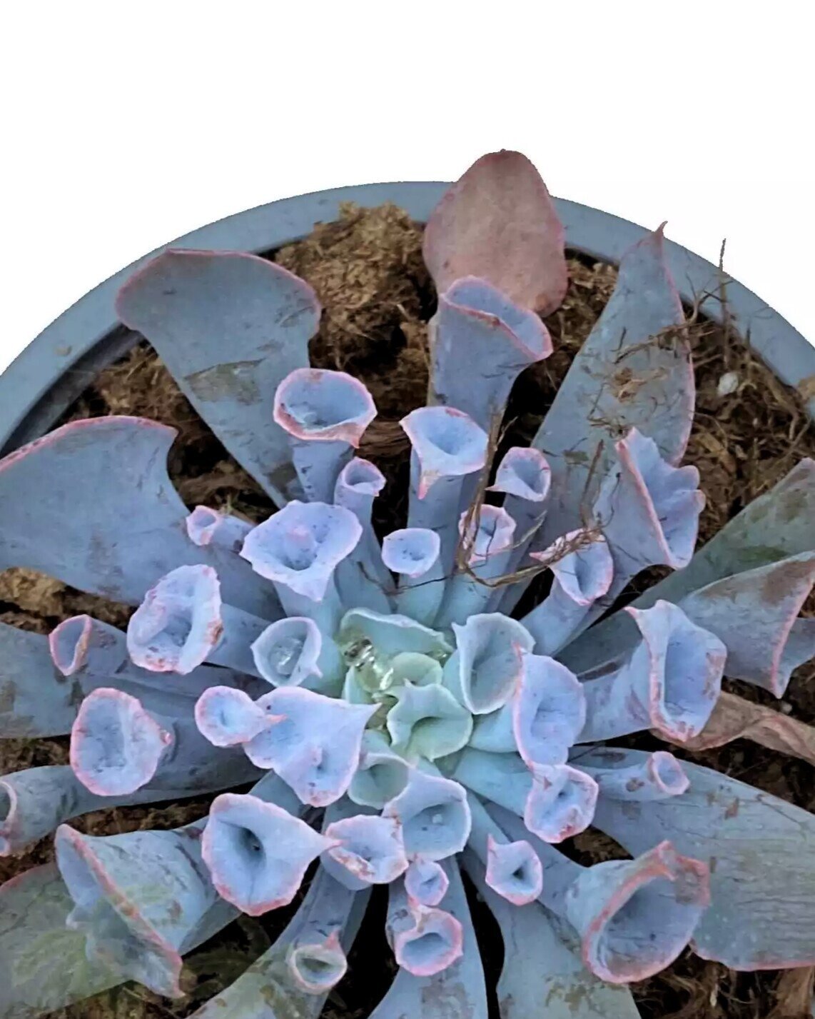 Echeveria 'Trumpet Pinky'