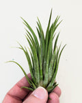 Tillandsia ionantha var. rubra [medium]