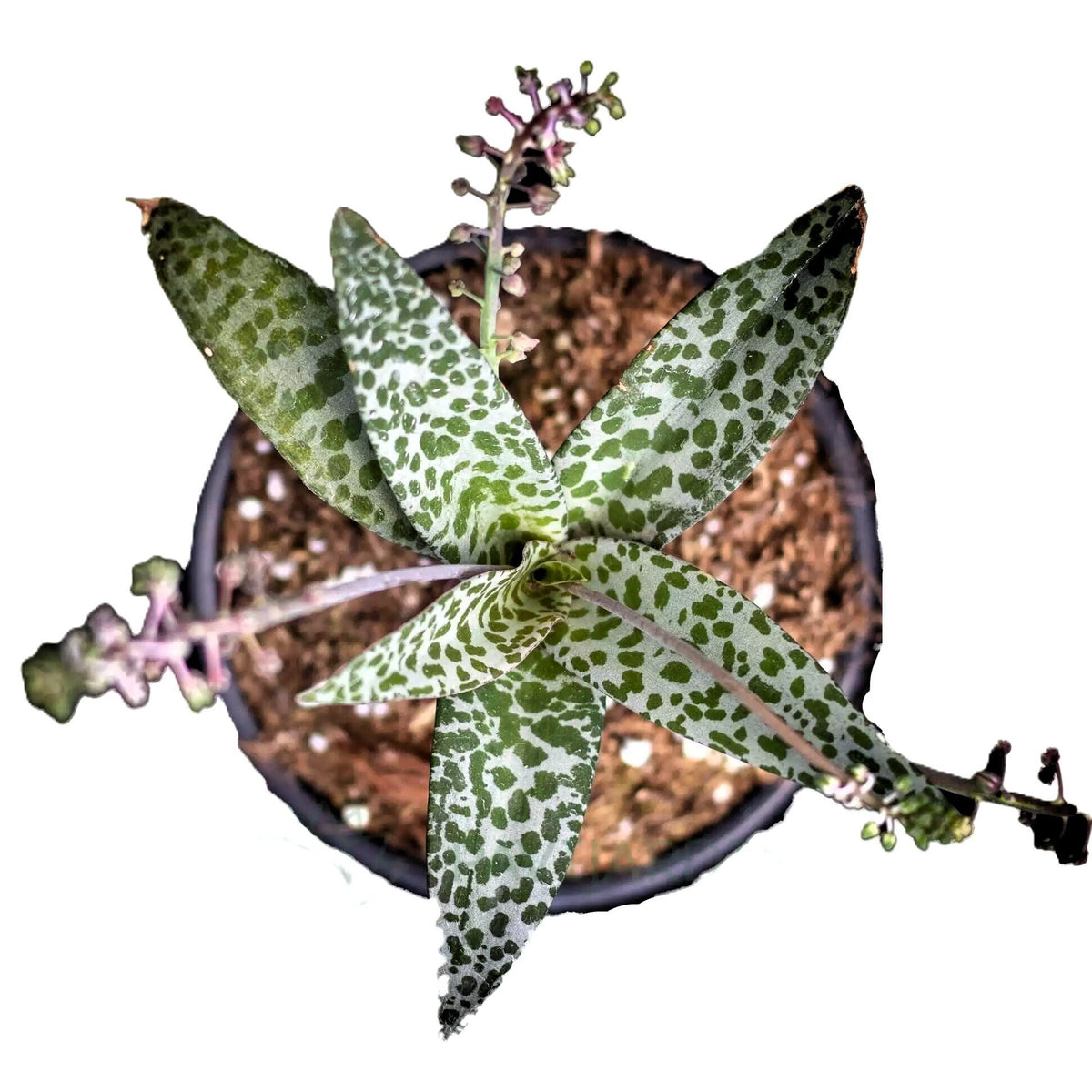 Scilla violacea (planta-girafa, cebola-da-sorte)